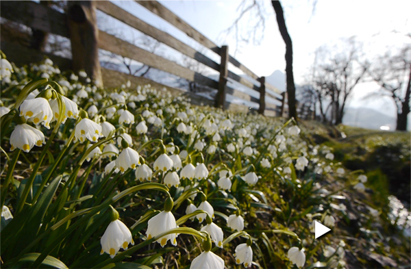 BELLS for SPRING